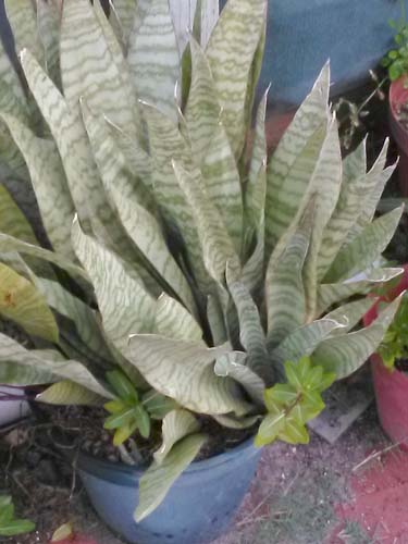 Snake flowers